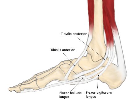 Weak Ankles Arch Tendons