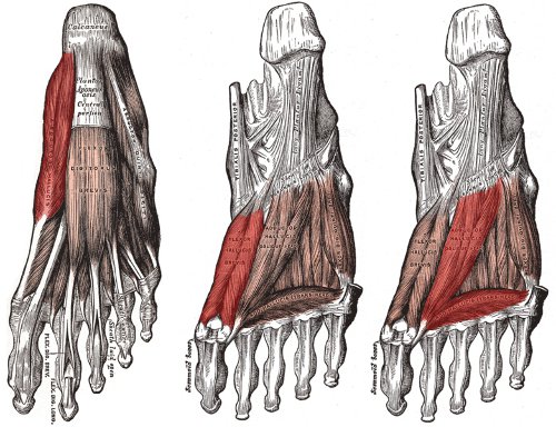 Arch Foot Muscles